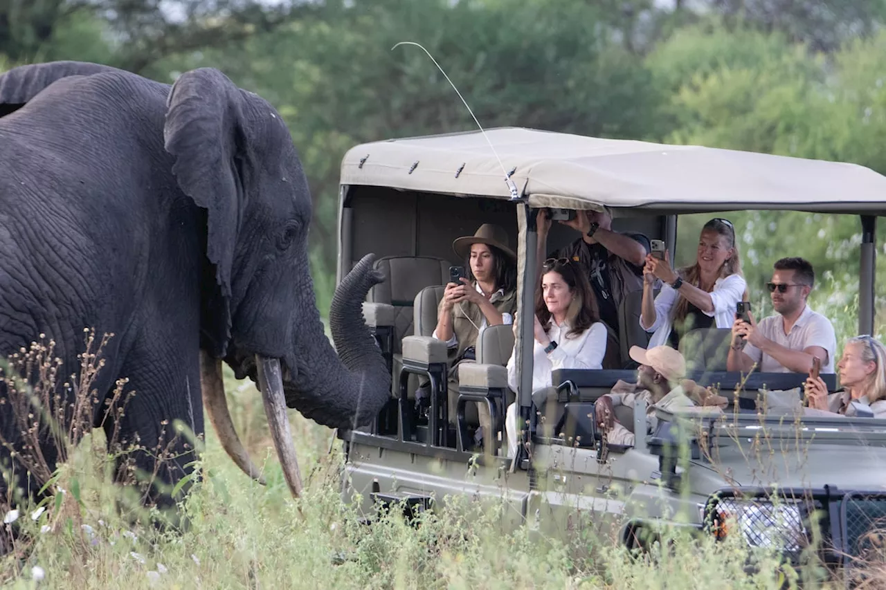 Elephants Return to Tanzanian Migration Route