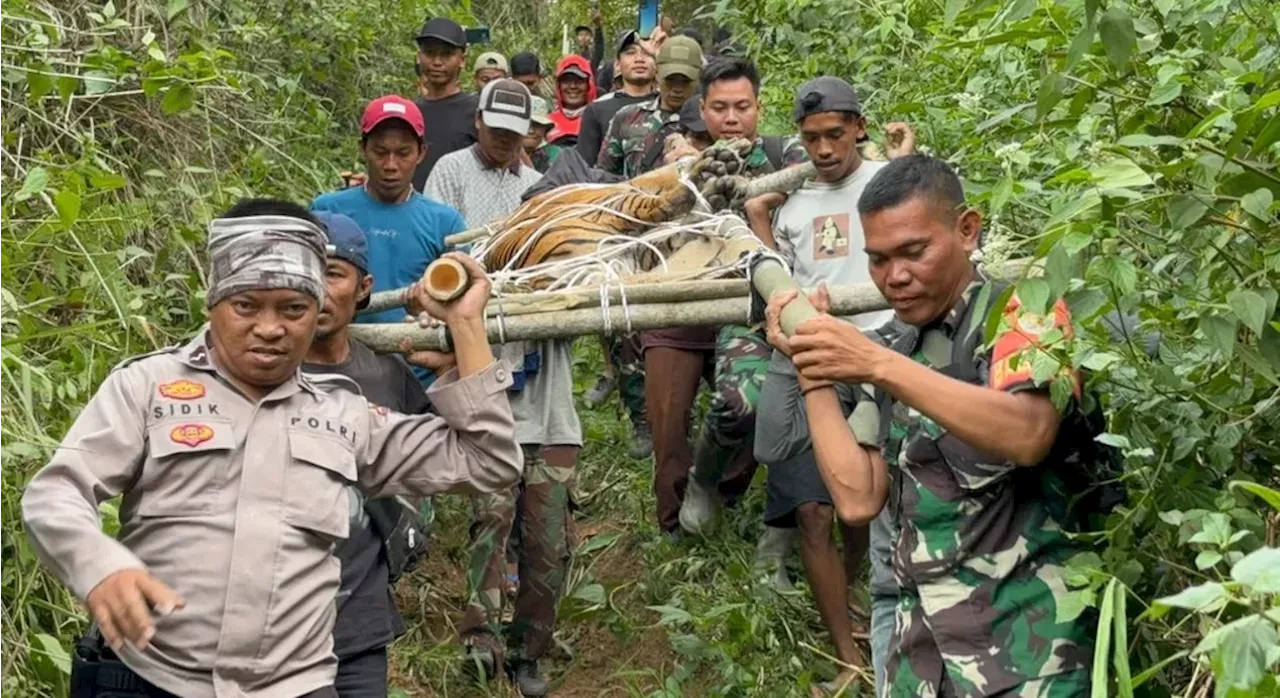 Harimau Sumatera Ditemukan di Kandang Jebak, Diangkut ke Lembah Hijau