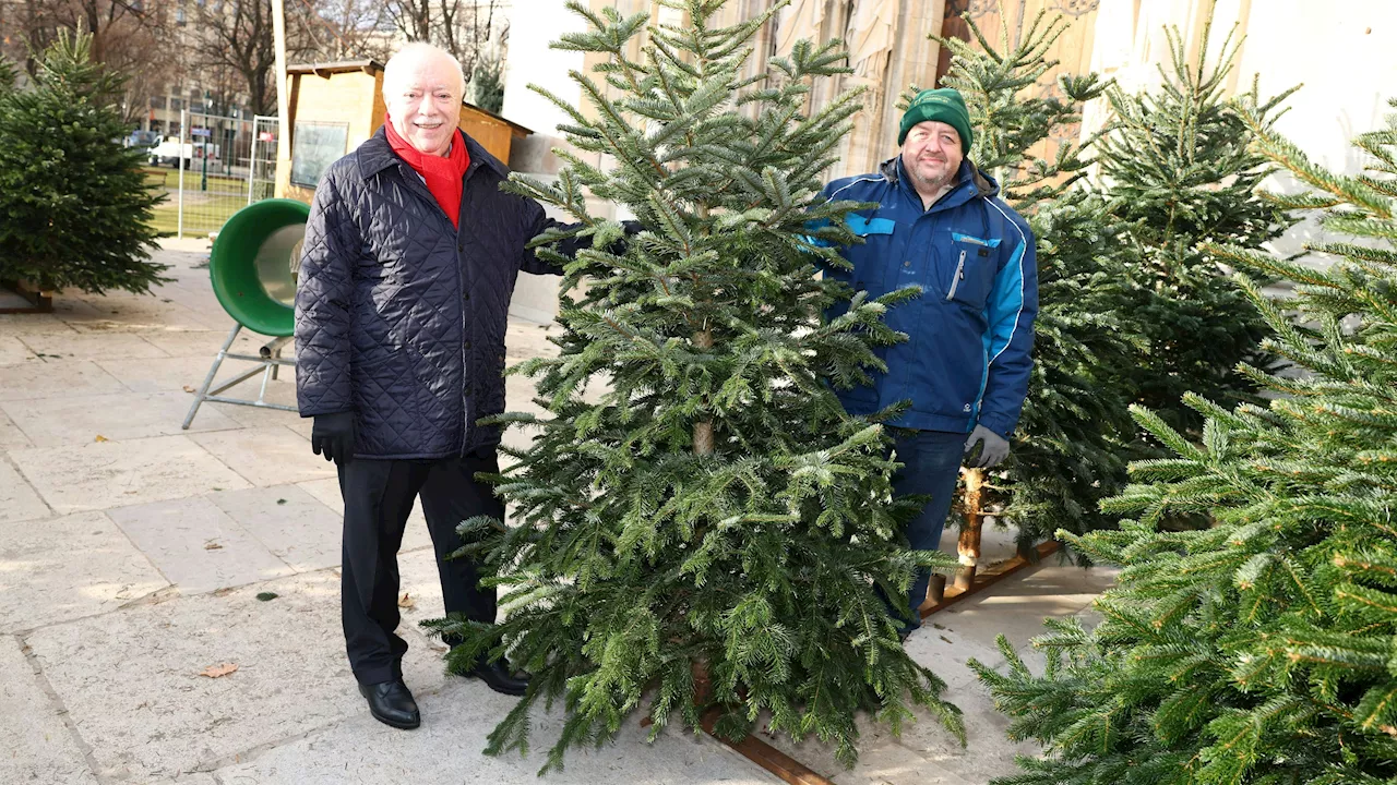 Christbaumspende bringt Wärme in Wiener Einrichtungen