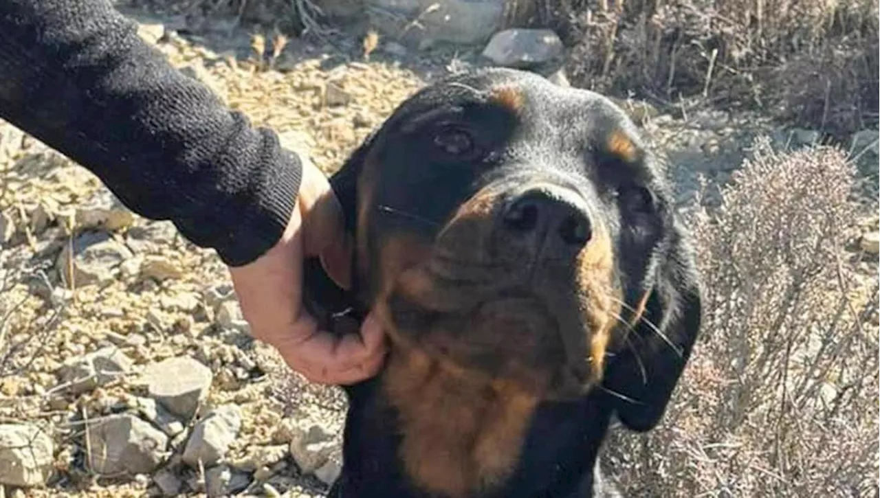 Cane smarrito, miracolo di cuccioli