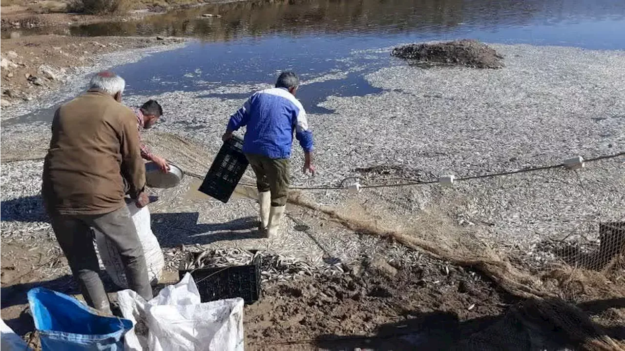 مافیای سلامت و تلف شدن ماهیان در رودخانه کر