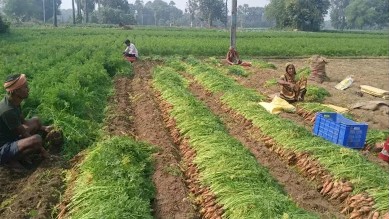 गाजर की खेती से आर्थिक स्थिति में सुधार