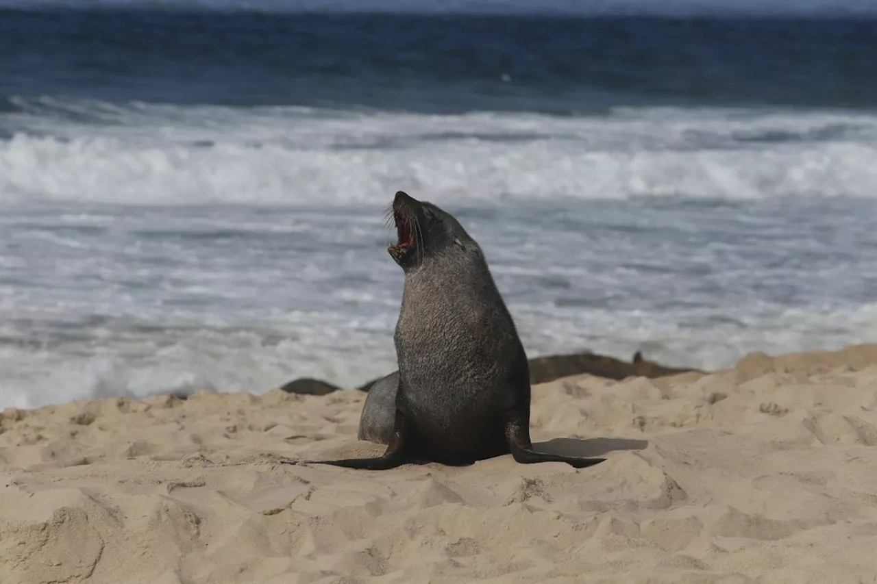 Lobo-marinho Surpreende Banhistas na Praia de Ipanema