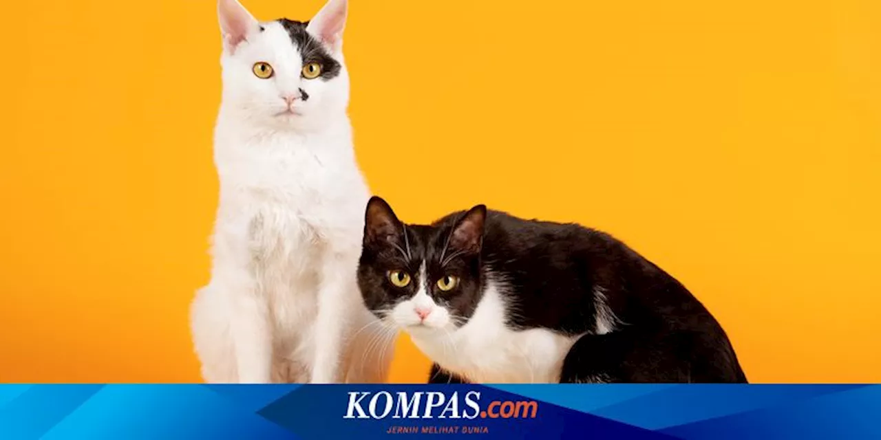 Cara Menentukan Jenis Kelamin Kucing