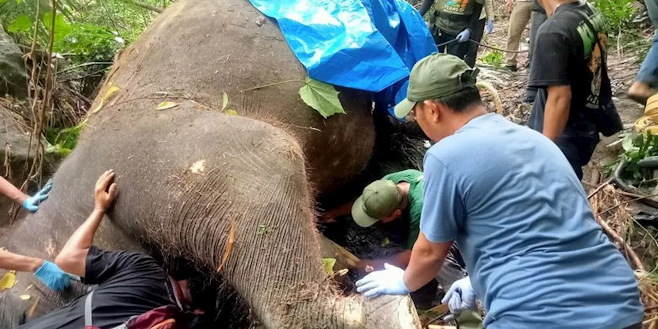 Gajah Molly Ditemukan Mati Terseret Arus di Sungai Cengceng