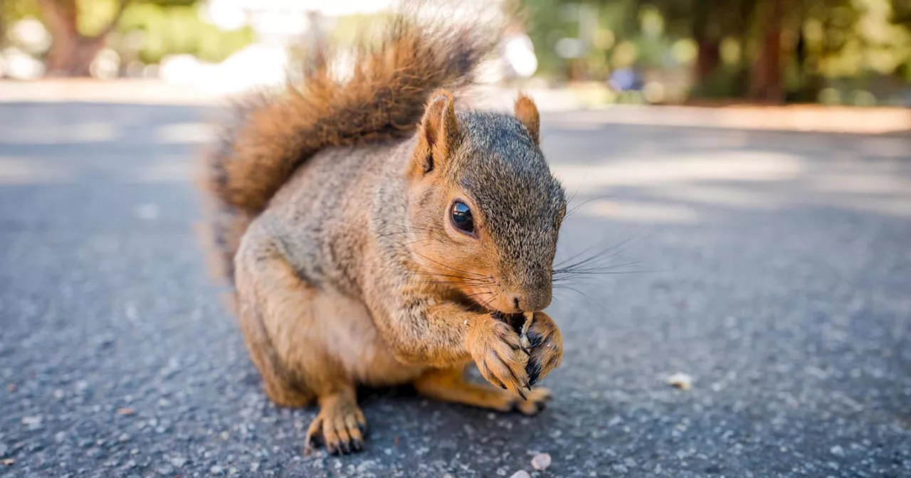 Squirrels Show First Signs of Widespread Carnivorous Behavior