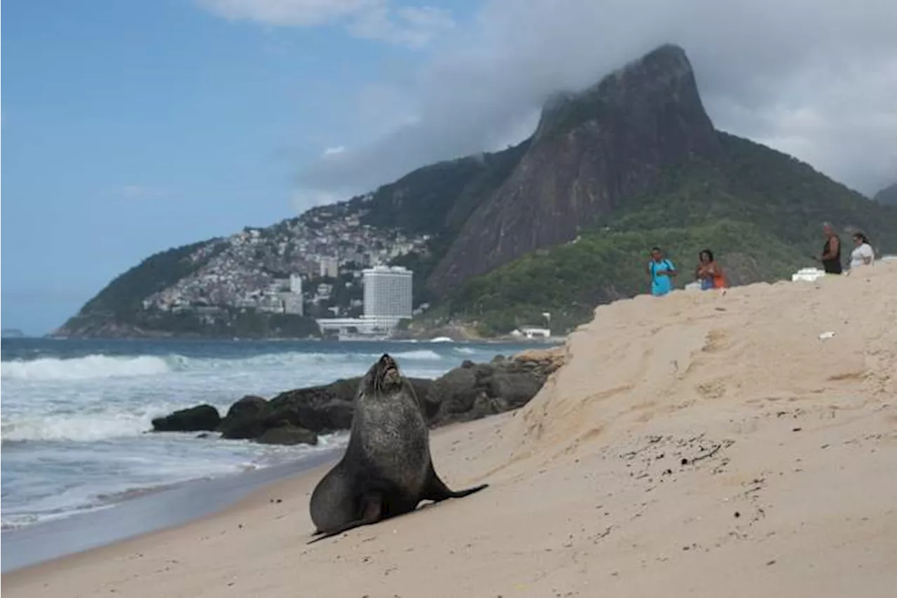 Fur Seal Spotted on Ipanema Beach in Unusual Appearance