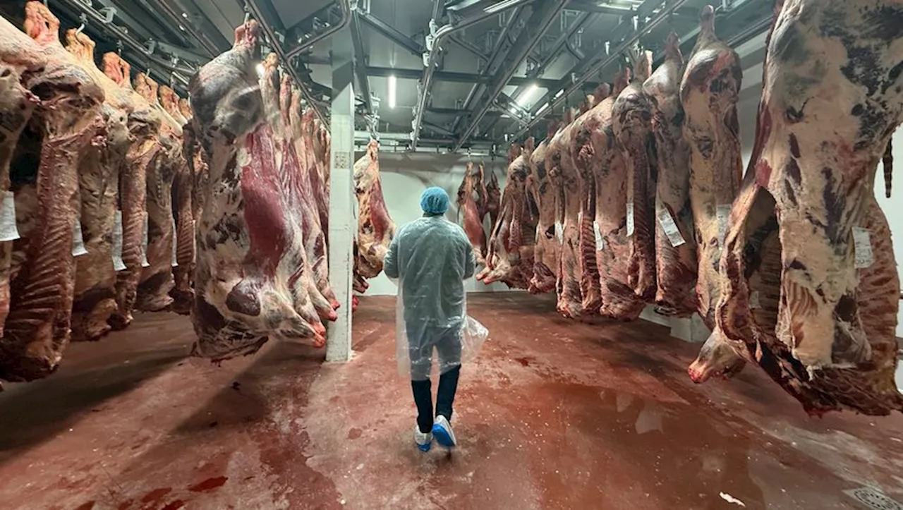 Nouvelle Chaîne d'Abattage : Visite de l'Abattoir d'Auch