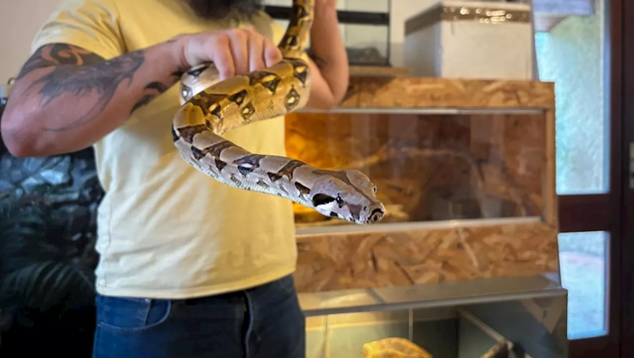 Un Couple D'Auscitains Cohabite Avec Des Reptiles!