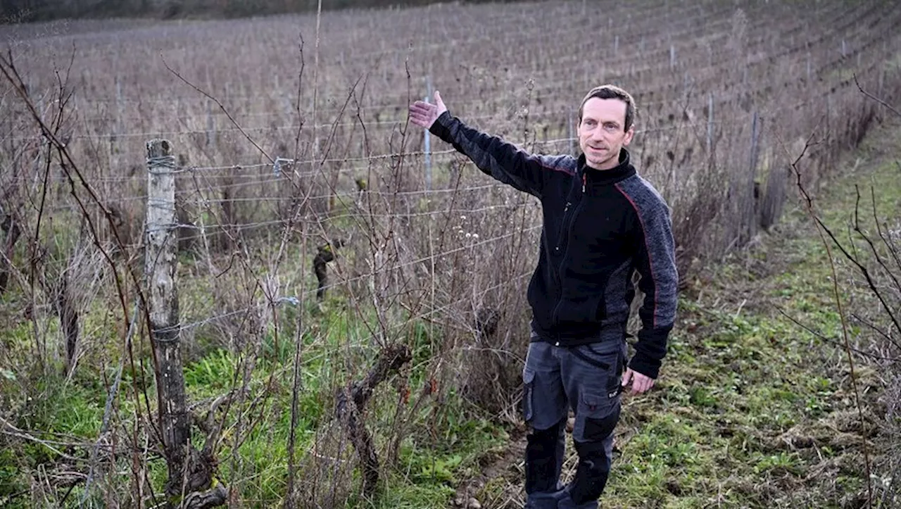 Un Vigneron Sauve Cahors