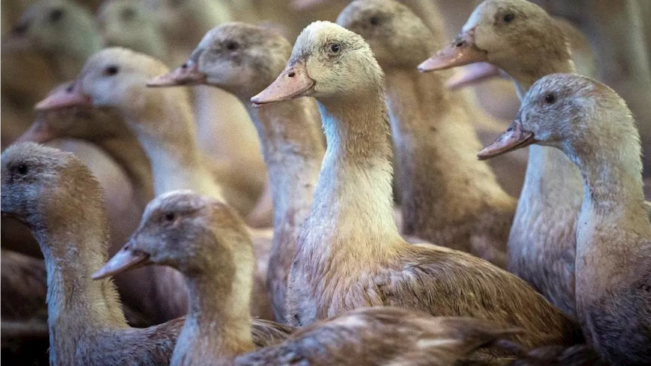 Premier Cas Grave de Gripp Aviaire aux États-Unis