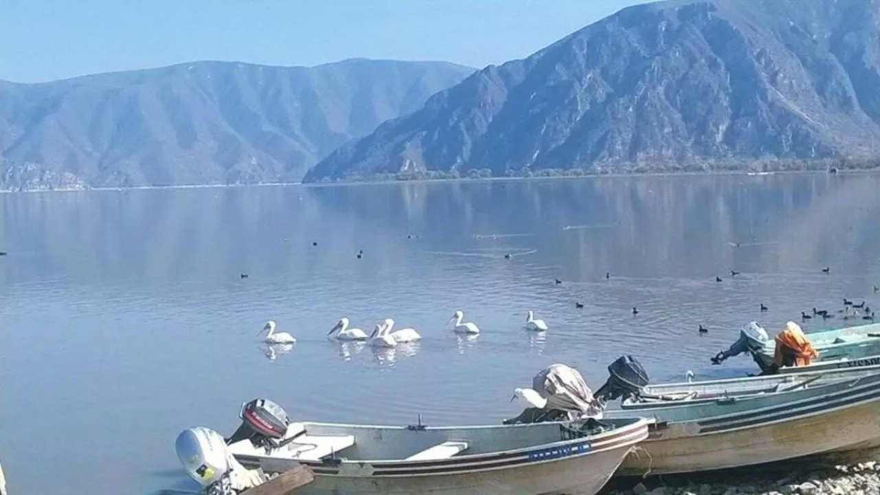 Las Migraciones de las Aves y los Retos que Enfrentan