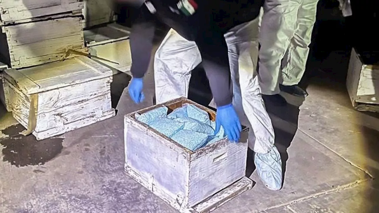 Se decomisan 300 kilos de fentanilo en Los Mochis