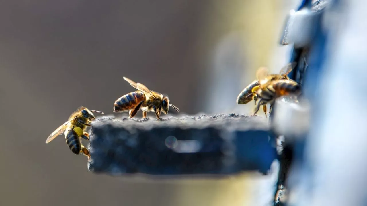 Seguritech protege a la fauna y su entorno gracias a la reubicación de colmenas