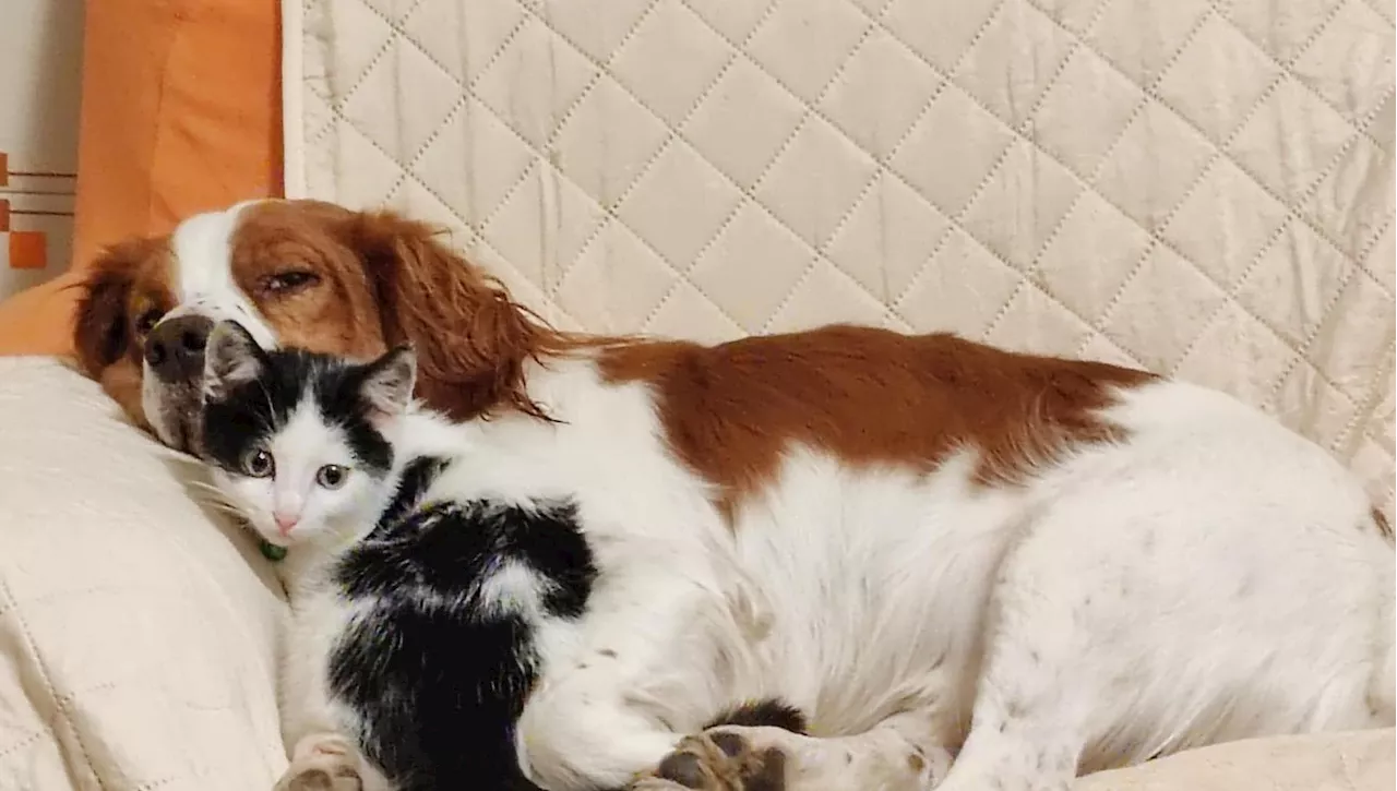 Un Altro Amore: Il Cane da Caccia Bouchon Trova Amicizia in un Gatto