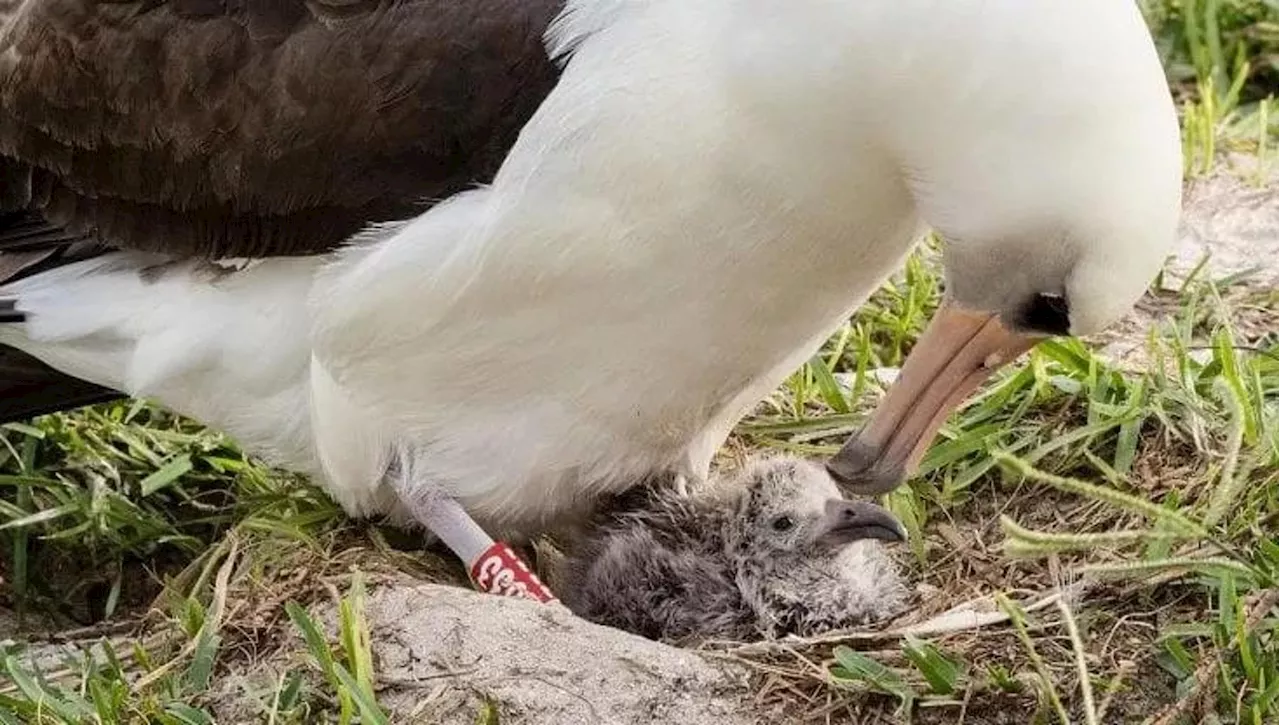 Wisdom, il Più Vecchio Albatro del Mondo, diventerà Mamma per la 100a Volta