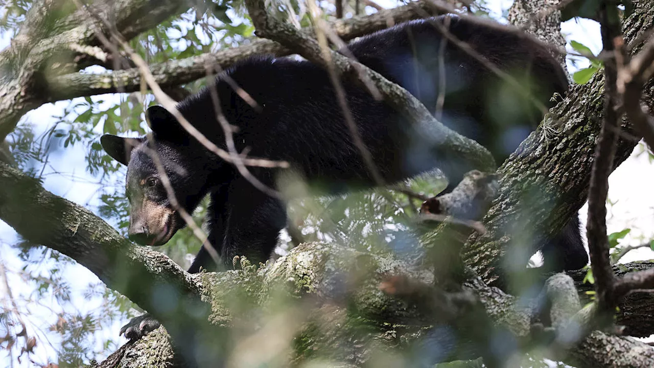 Hunter Killed After Bear Falls on Him During Tree-Standing Hunt | News