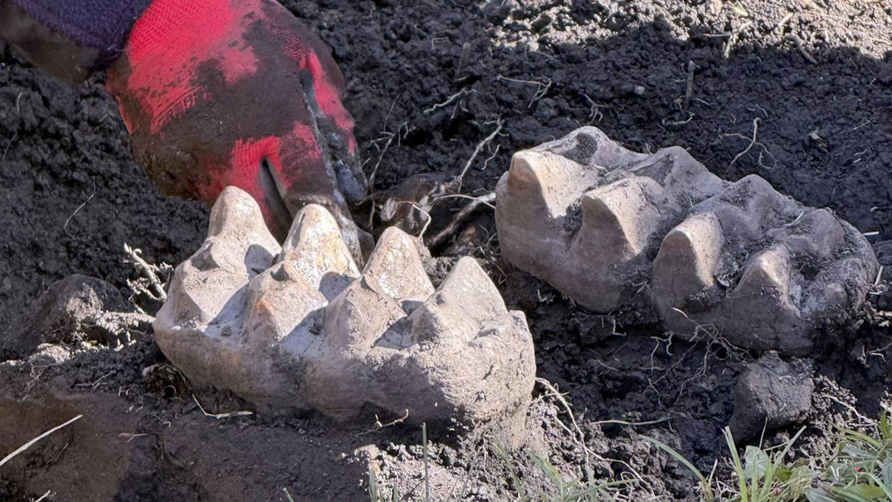 Mastodon Jaw Unearthed by Homeowner While Gardening