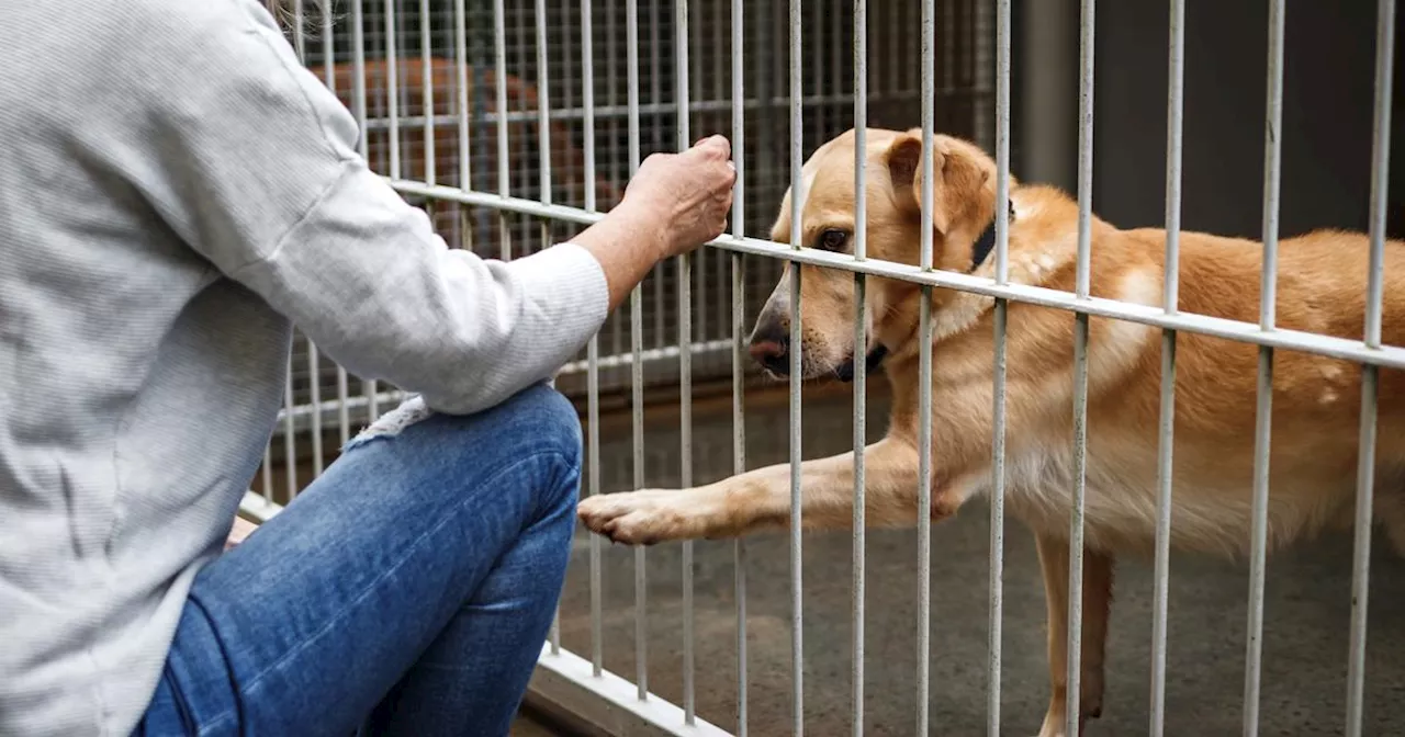 Un des plus gros procès pour maltraitance animale s'ouvre en France