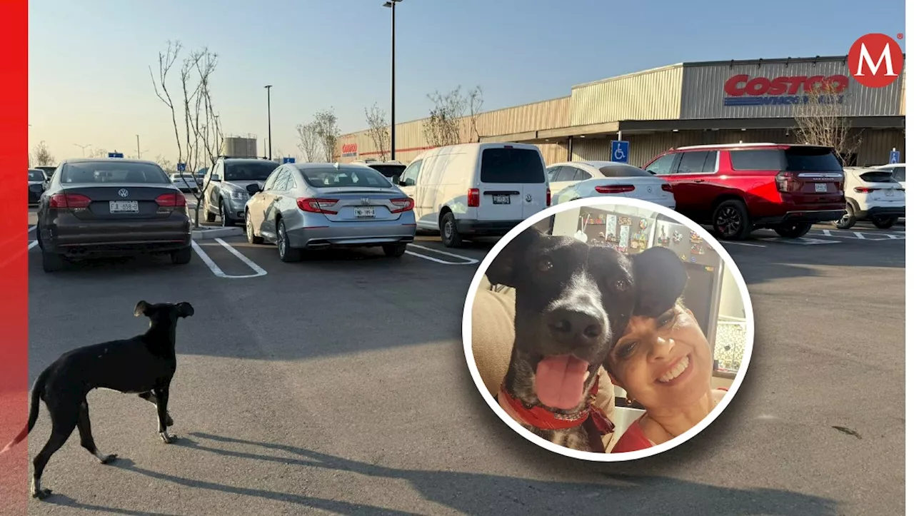 Familia lagunera rescata a 'Costco', perrita que se hizo viral en inauguración