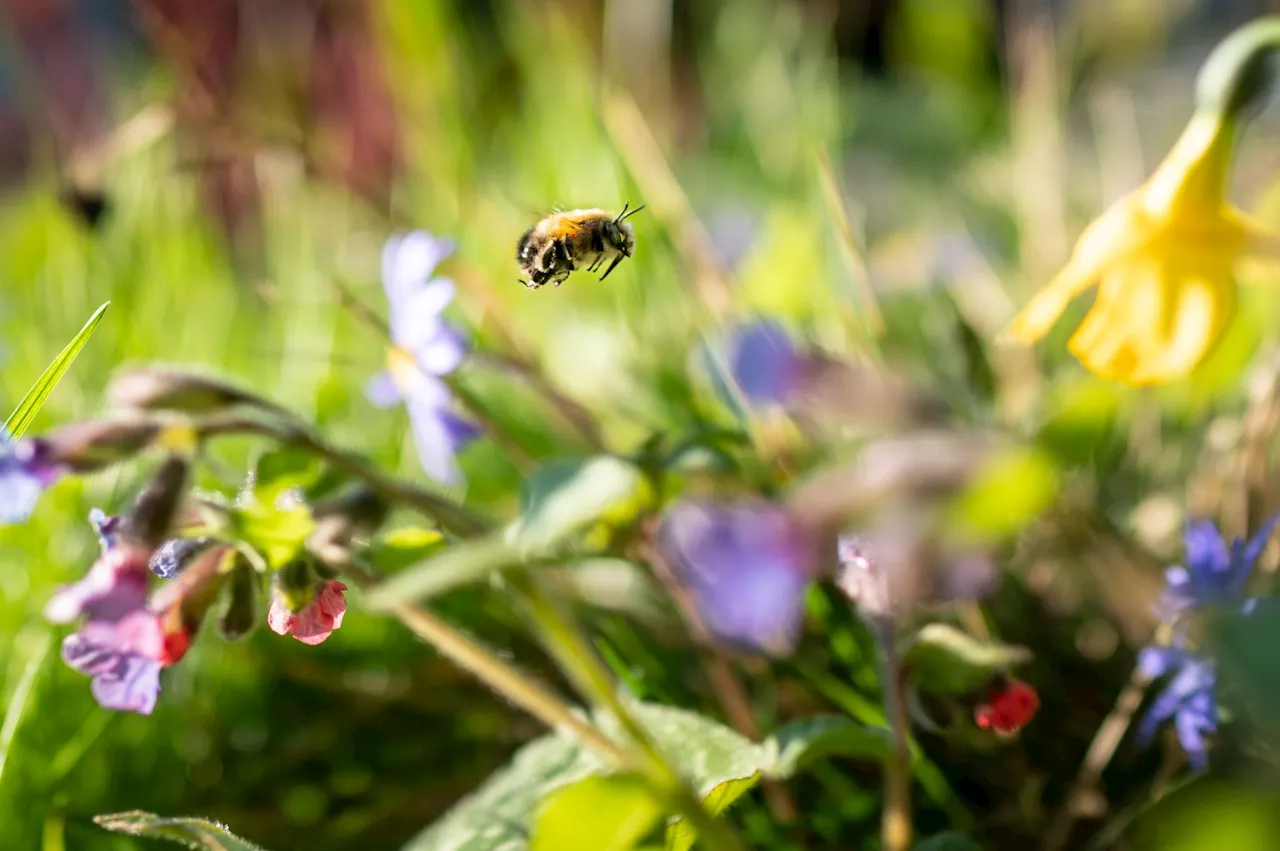 Neue Strategie für den Schutz der Biodiversität in Deutschland