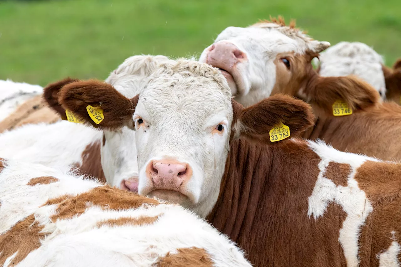 Strukturwandel in der Landwirtschaft: Weniger Rinder in Bayern