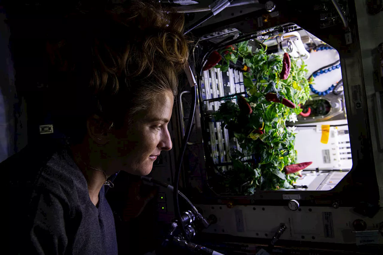 NASA Tests Water Management for Space Lettuce