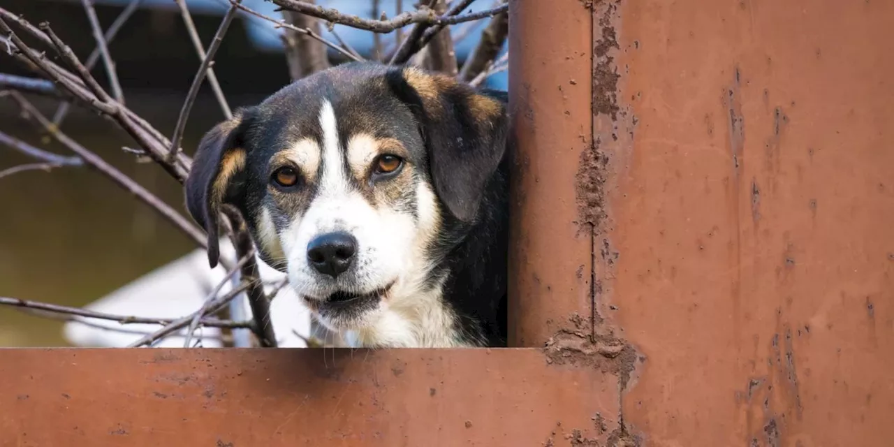 Tierschützer: Neuer Skandal um Strassenhunde in der Türkei