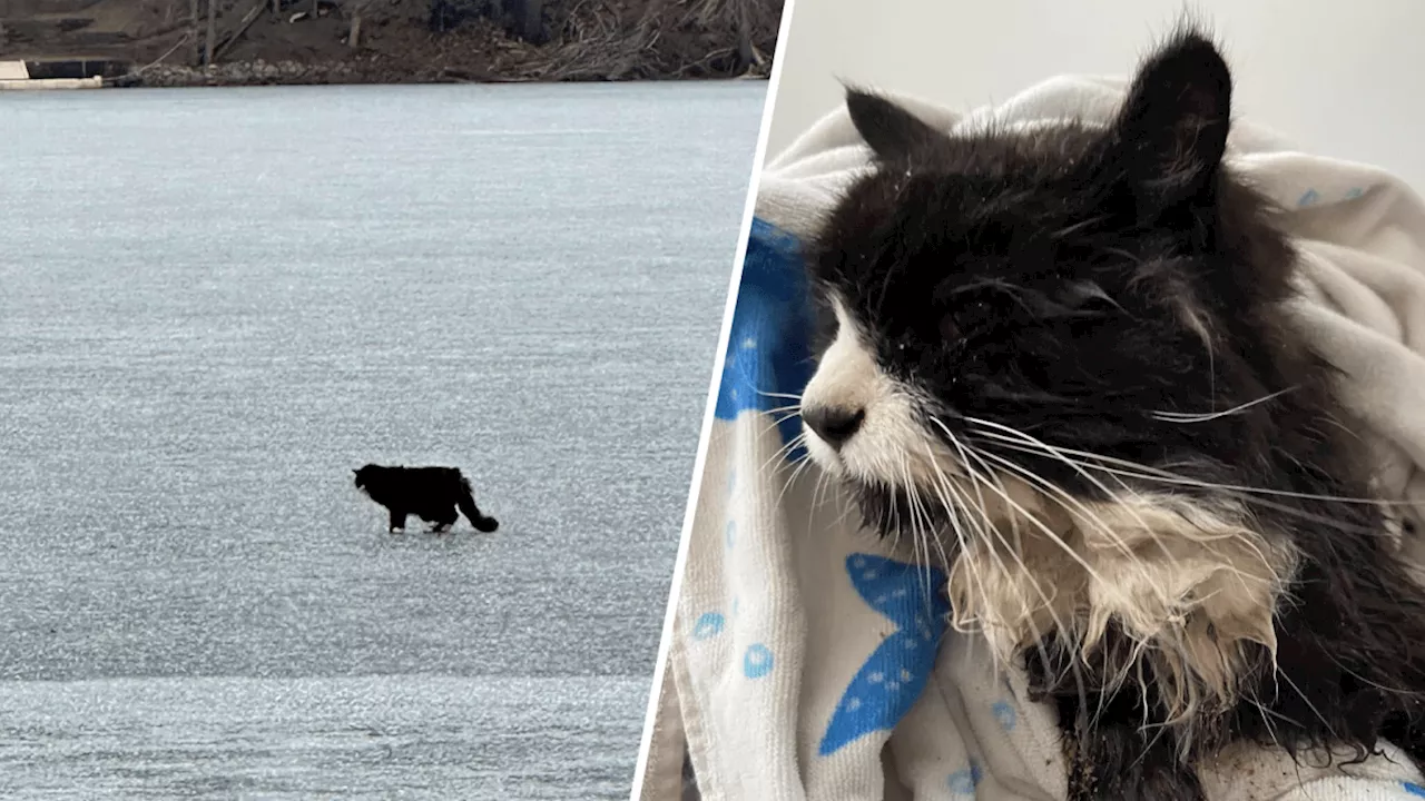 Blind Cat Rescued from Icy Pond by Good Samaritans