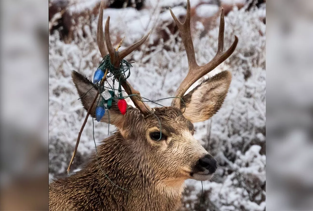 Deer Antler Decorations Danger