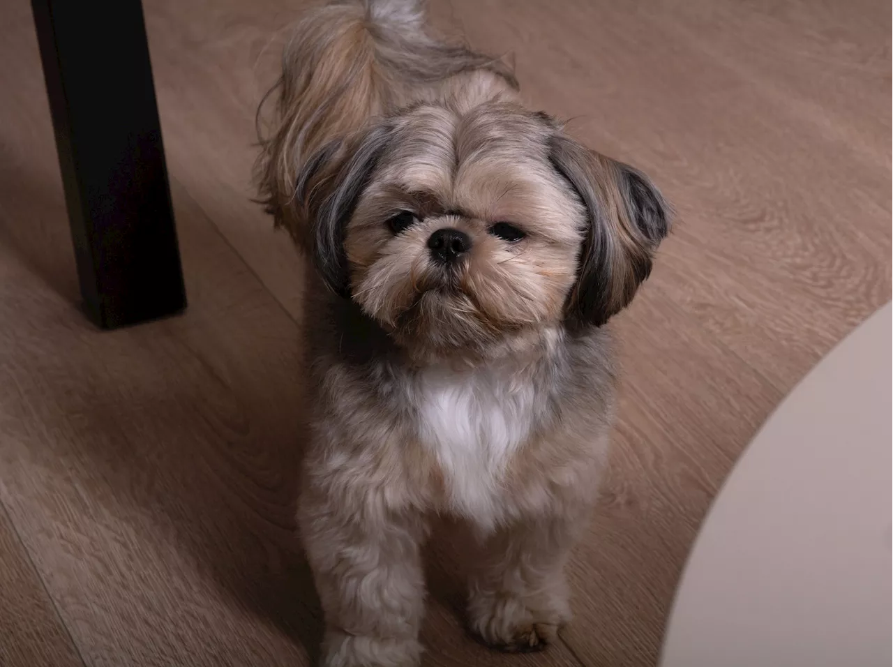 Dog's Disappointment Goes Viral in Heartbreaking TikTok Video