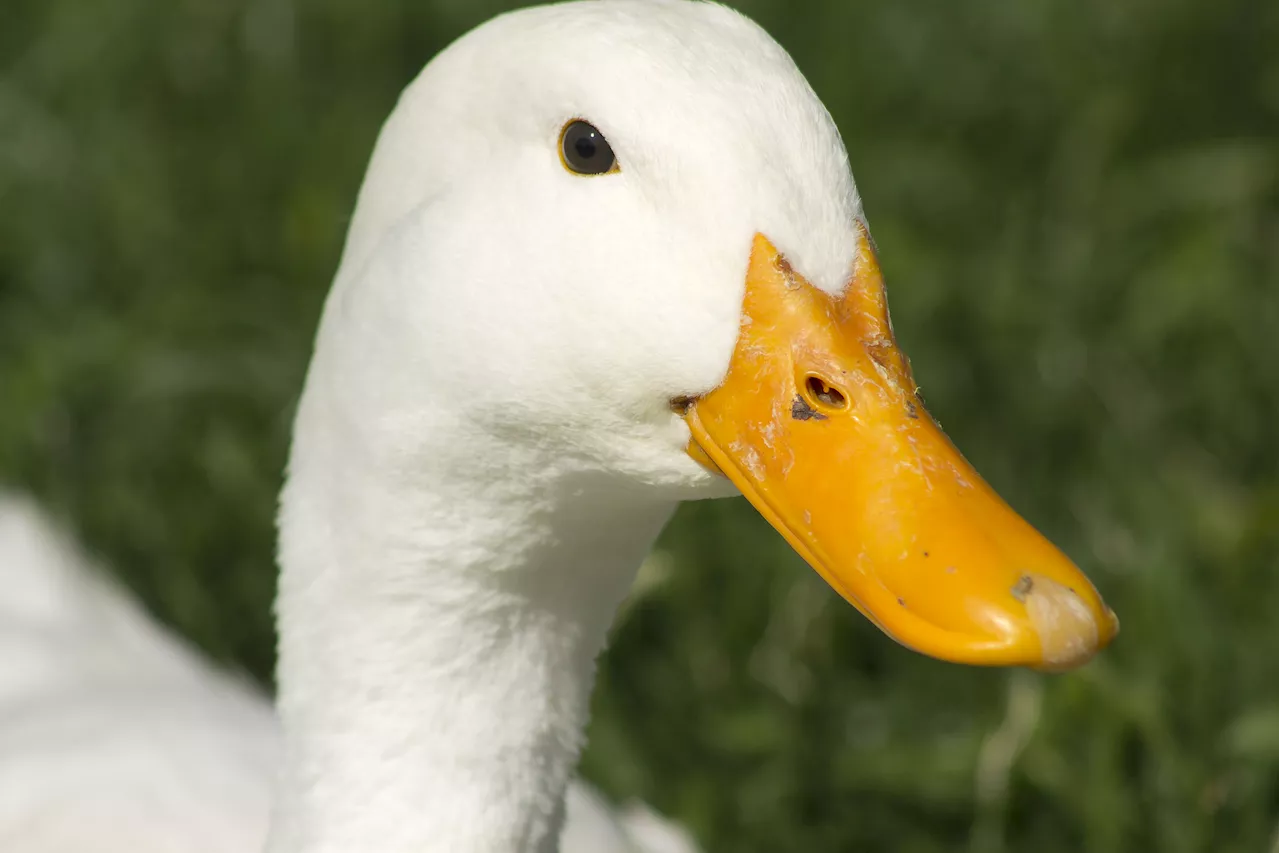 Pet Duck's Hilarious Attack on Dog Goes Viral