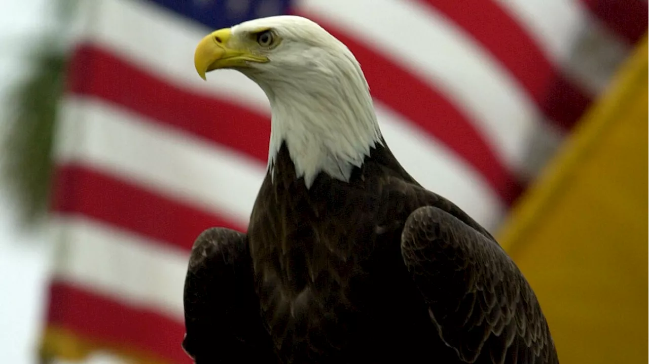 Minnesota Man's Bill Makes Bald Eagle Official National Bird