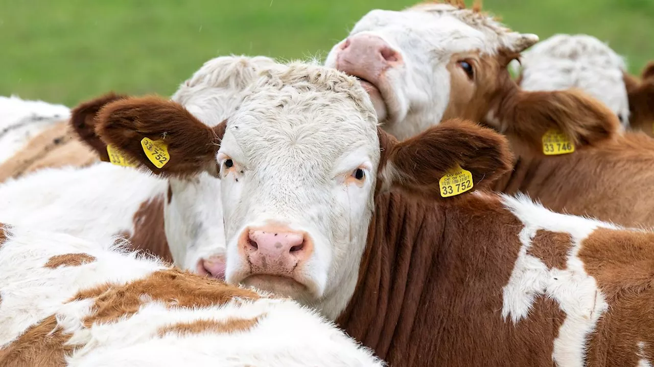 Bayern: Immer weniger bayerische Landwirte halten Rinder