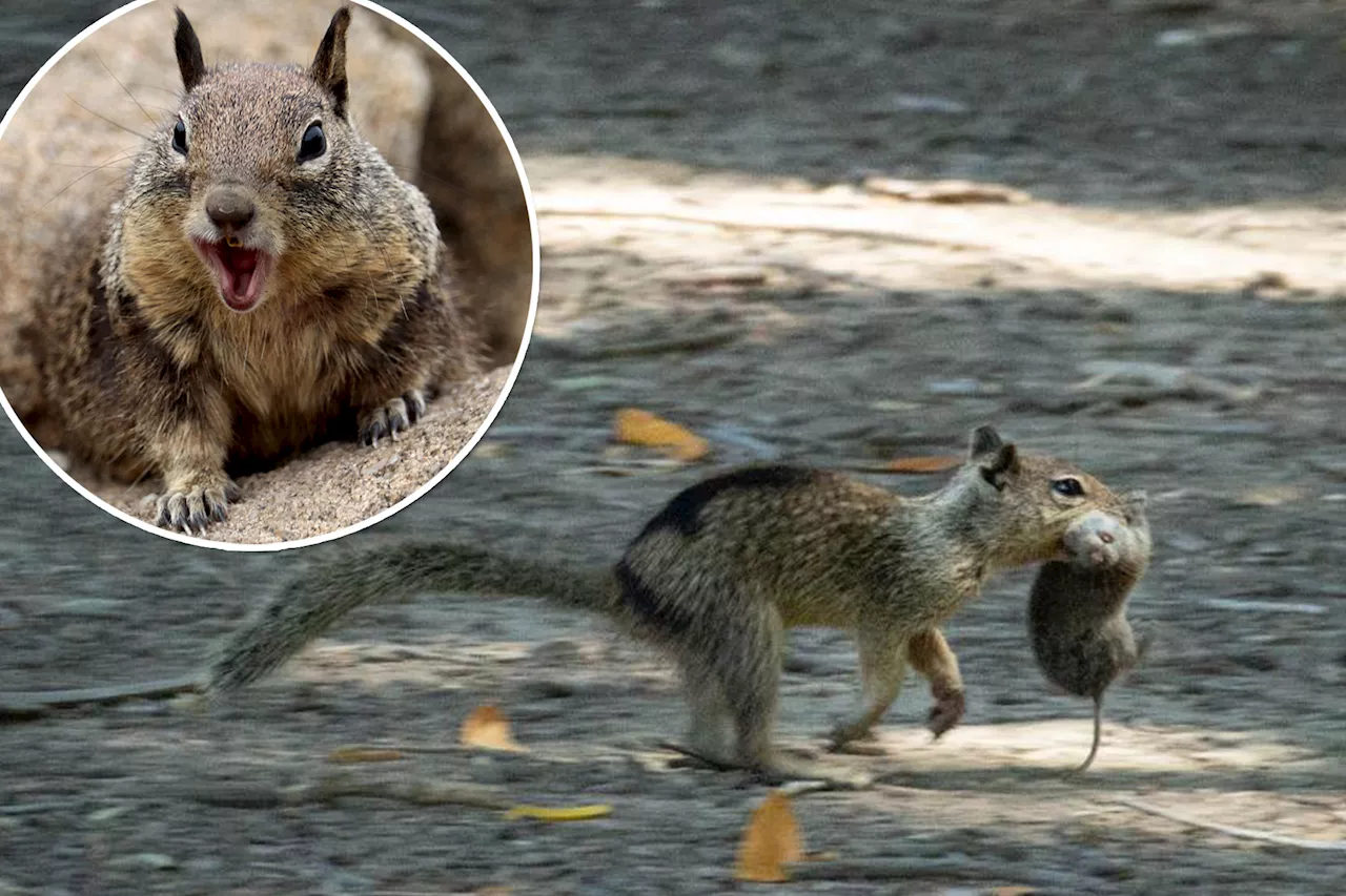 California Squirrels Surprise Scientists with Vole Hunting Behavior