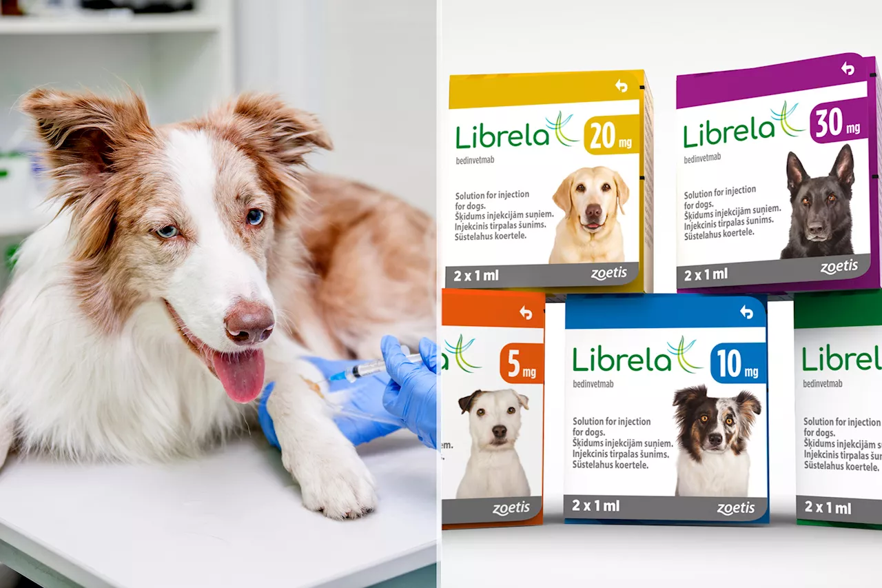 Dog Arthritis Drug Linked to Thousands of Illnesses and Deaths