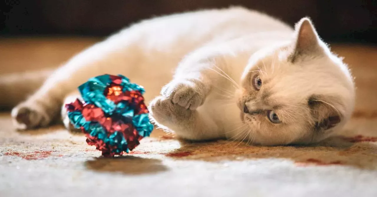 Five Best Amazon Gifts For Cats In 2024