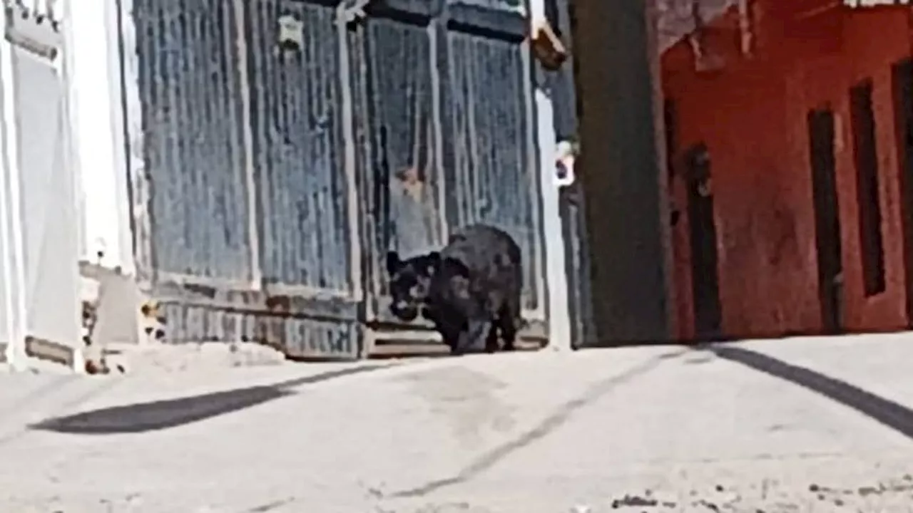 Pantera Asust\u00f3 a Vecinos en Guanajuato