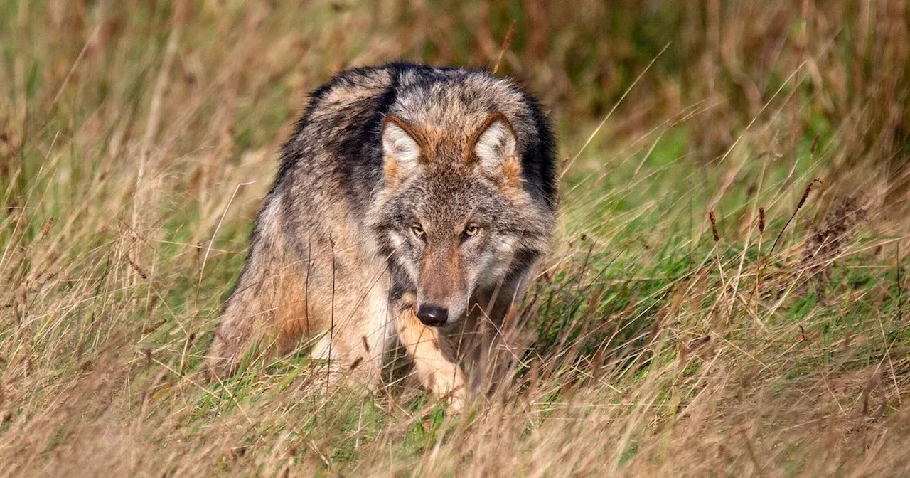 Staatssecretaris: wolf doden die mens of meerdere keren beschermd vee aanvalt