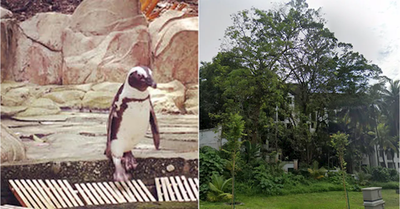 What Happened To Duta Vista? The Abandoned Resort In KL That Once Had Penguins