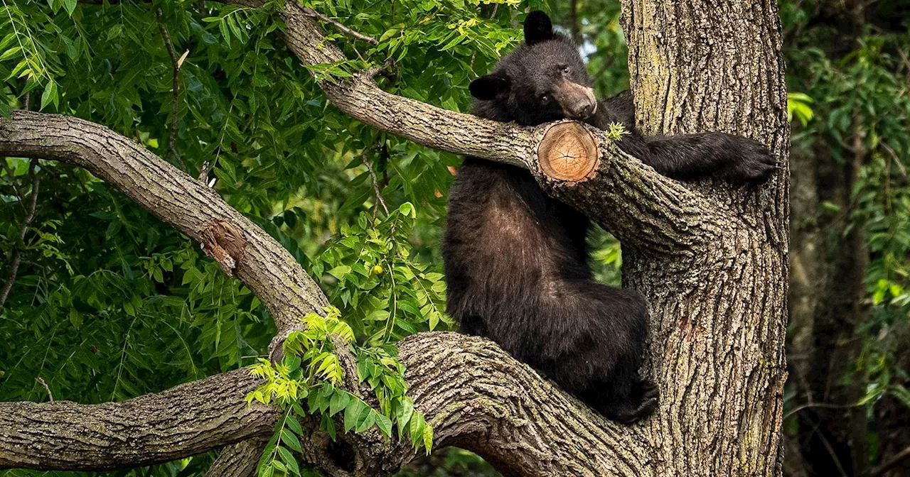 Caçador Morre Após Urso Ser Atingido por Disparo e Caer Acima Dele