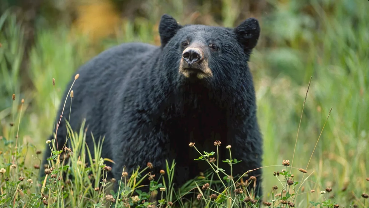 Virginia man dies after bear shot by fellow hunter falls on top of him from tree