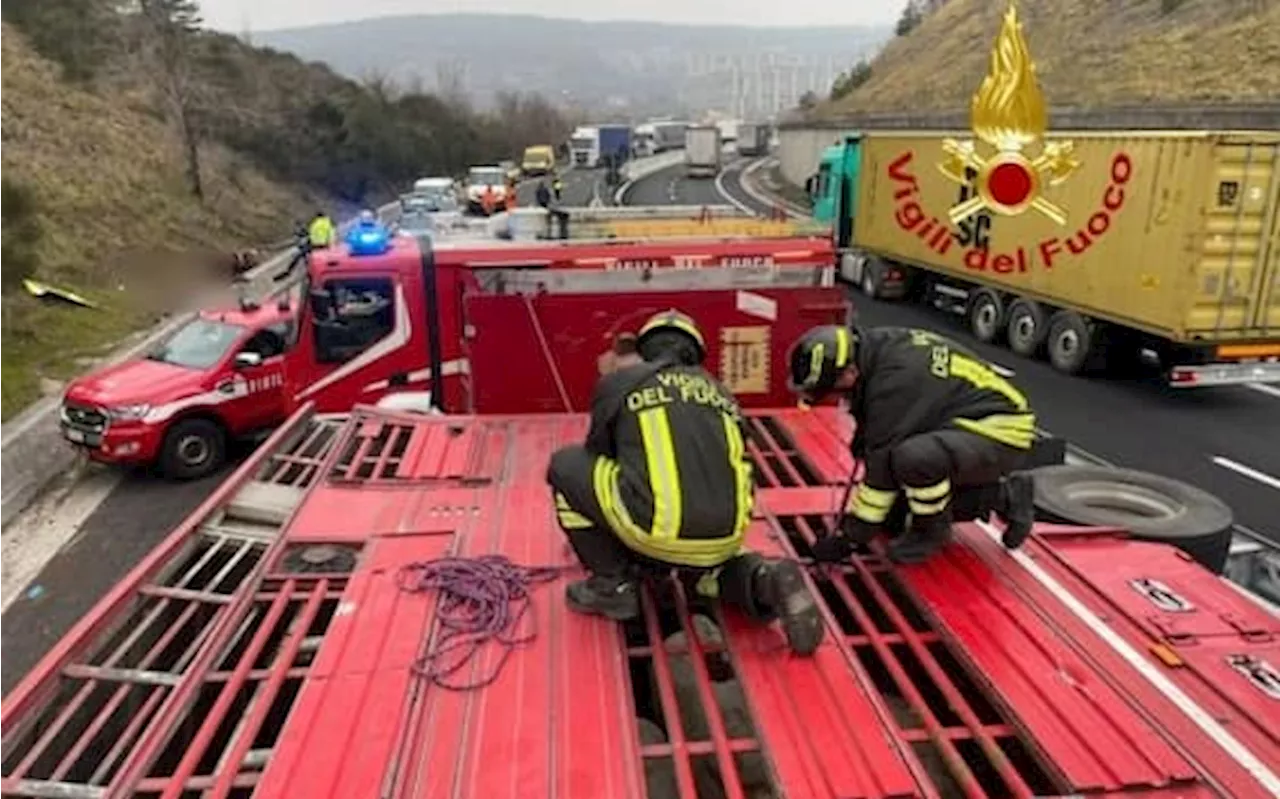 Camion di bestiame si ribalta a Trieste, morti diversi animali e viabilità bloccata