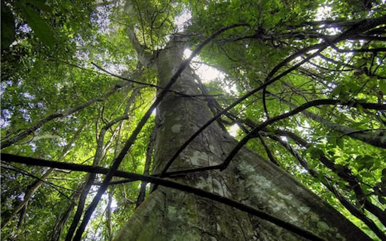 Rinvio Norme Deforestazione: Un Anno in Più per Imprese