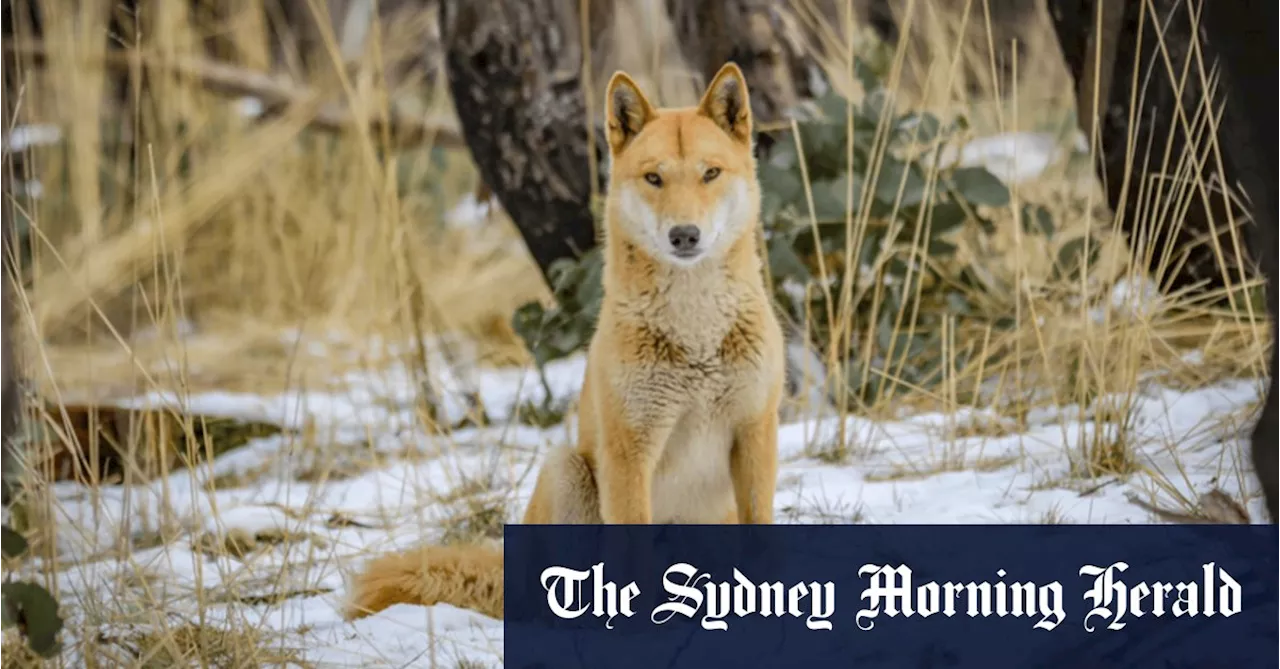 Dingoes: Australia's Apex Predator Facing Extinction?