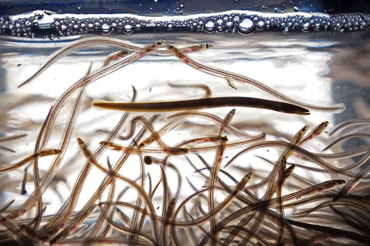 Indigenous Elver Fishers Hope for Peace with New Quota System