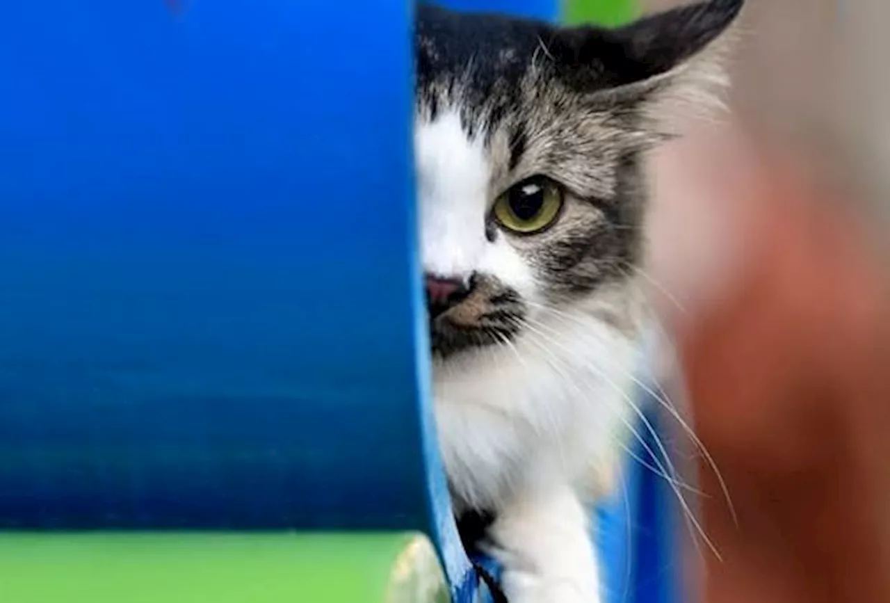 Man Fined for Mistreating Cat in Malaysia