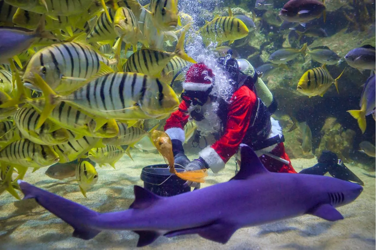 Santa Claus Takes a Dive at Aquaria KLCC