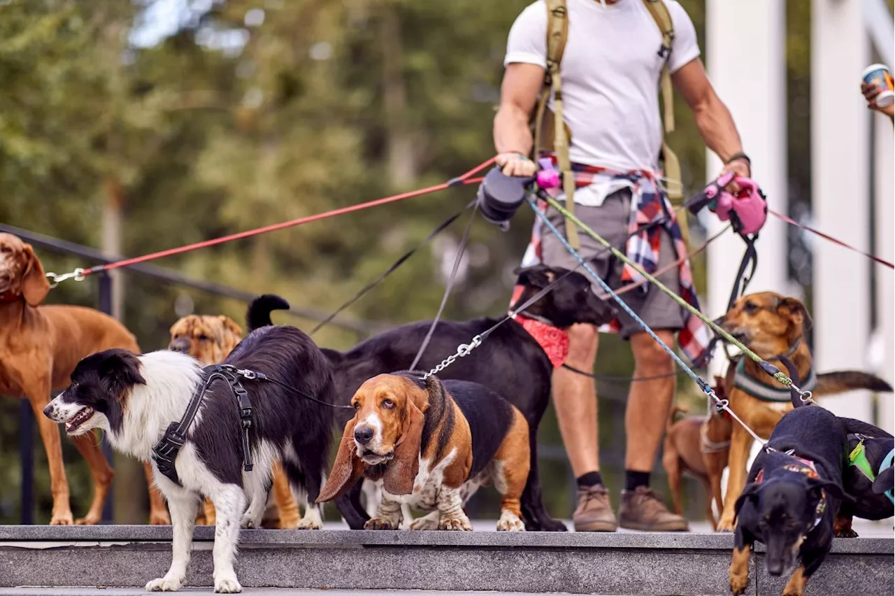 Singaporeans Shun Tech Jobs for Pet-Sitting and Chauffeuring