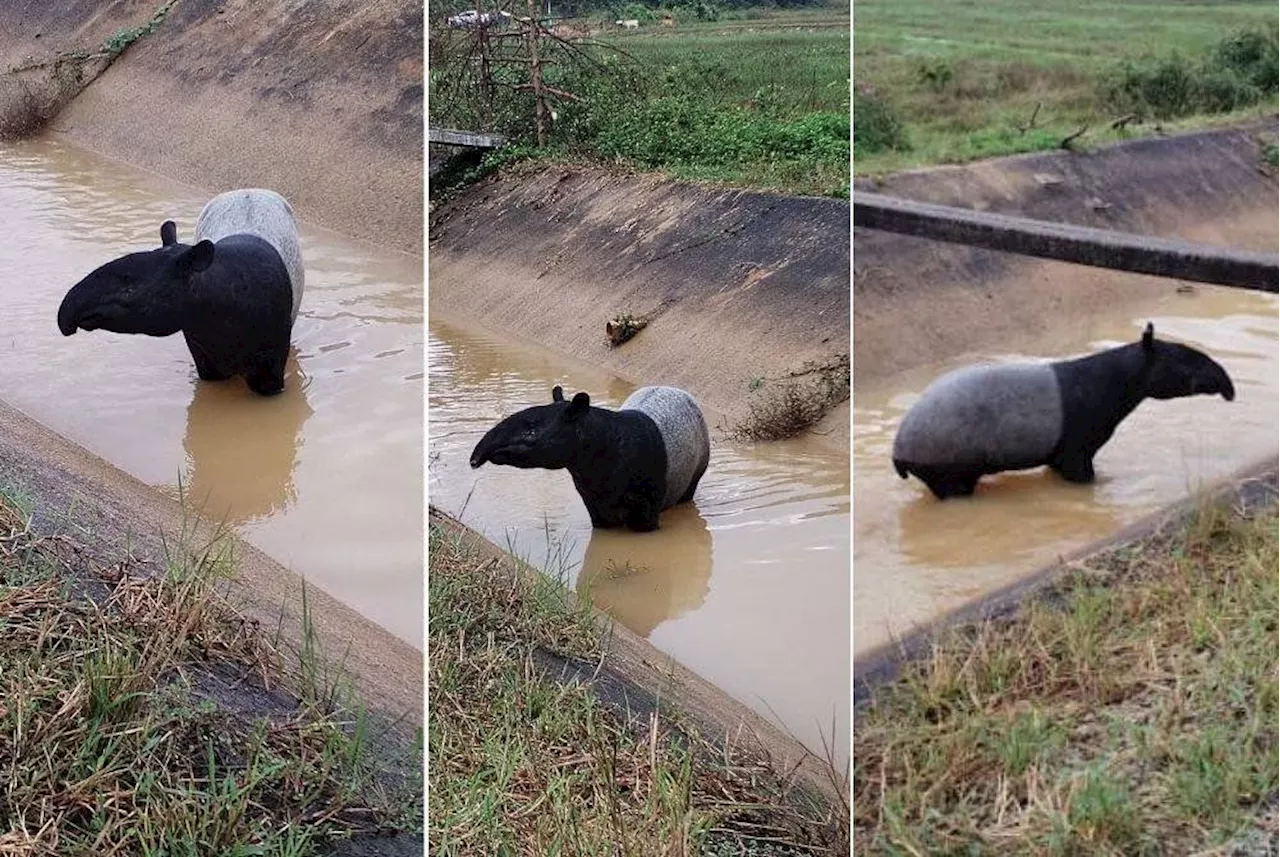 Tapir weighing 220kg gets stuck in Setiu ditch